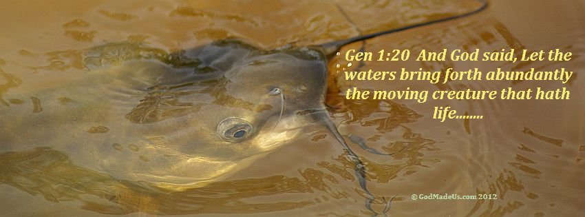 Image of a fish breaking the surface of the water with the words: Gen 1:20 And God said, Let the waters bring forth abundantly the moving creature that hath life........ 