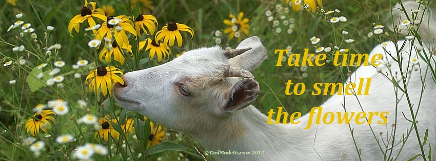 Image of a baby goat smelling flowers with the words: Take time to smell the flowers.