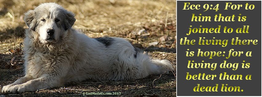 Image of a dog laying down with the words: Ecc 9:4 For to him that is joined to all the living there is hope: for a living dog is better than a dead lion.