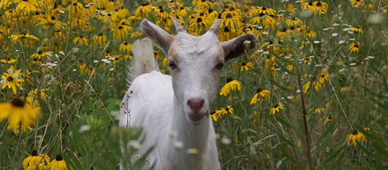 Picture of a goat among flowers