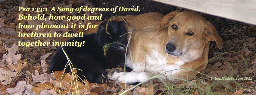 Image of a dog and a cat laying together with the words: Psa 133:1 A Song of degrees of David. Behold, how good and how pleasant it is for brethren to dwell together in unity!