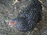 Picture of a chicken.