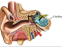 Picture of an inner ear