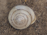 Picture of a snail