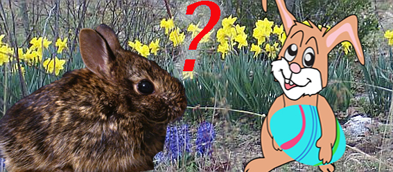 Picture of a real bunny with a question mark and a cartoon Easter bunny.