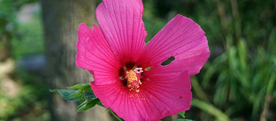 Picture of a Hibiscus flower